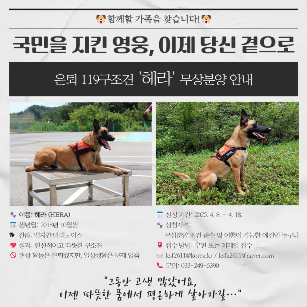 250409 은퇴119구조견 헤라 무상분양 안내(원컷 최종).jpg