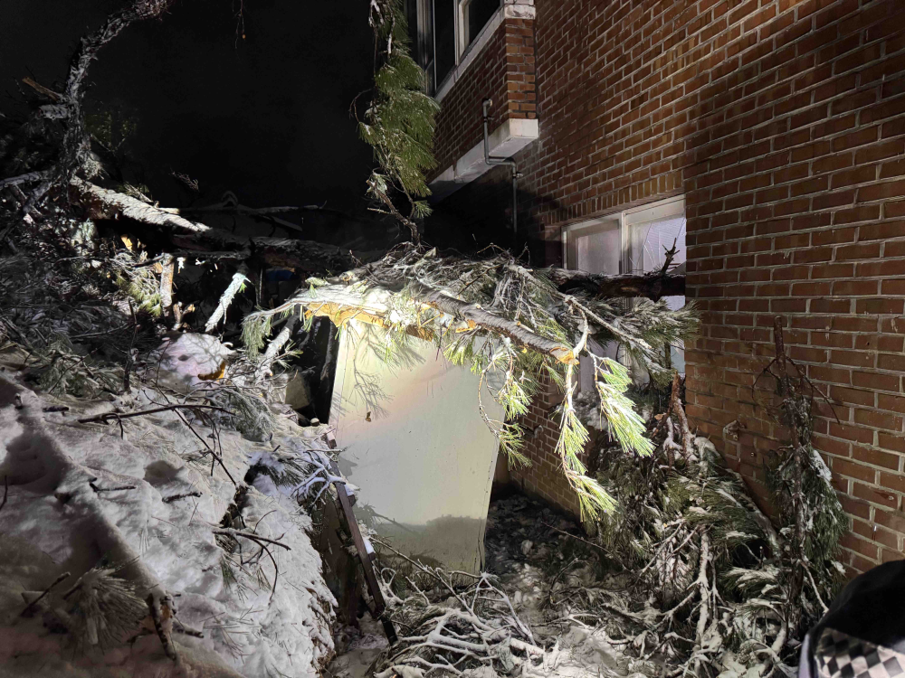 3. 3.(월) 0521 속초 대포동 주택가 나무전도.jpg