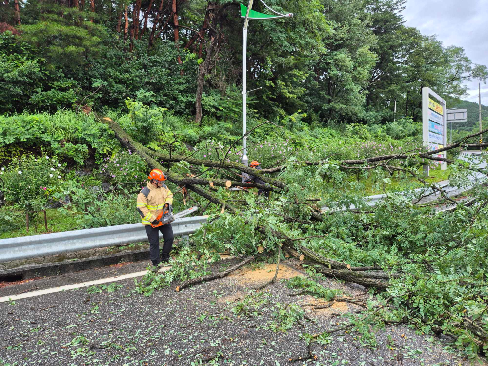 (1128) 홍천 북방면 중화계리 나무전도.jpg