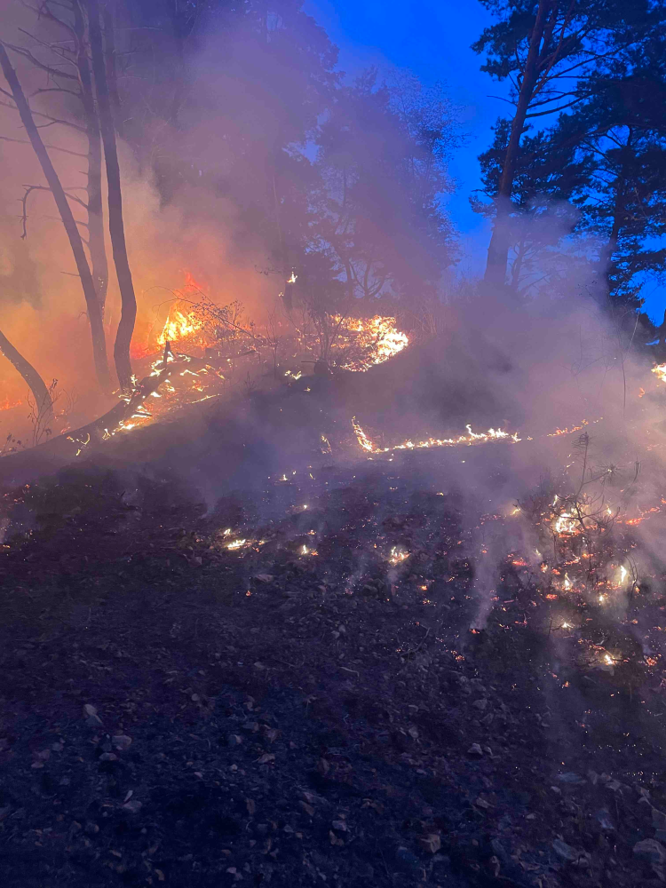 영월 산림화재-2.jpg