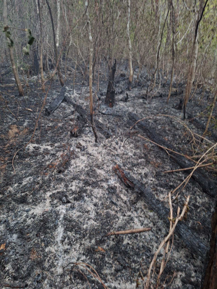 1620 인제 상남면 하남리 산림화재-2.jpg