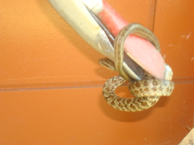 뱀.JPG